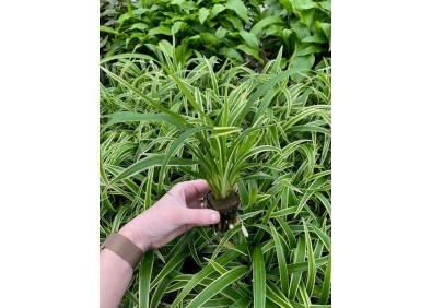 Chlorophytum bichetii - Pot de 5cm (terrarium)