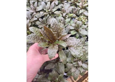 Cryptocoryne beckettii - Pot de 5cm