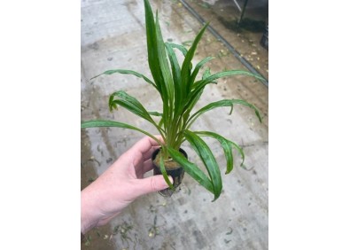Cryptocoryne costata - Pot de 5cm
