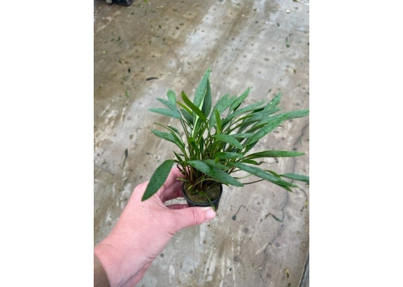 Cryptocoryne nevellii - Pot de 5cm
