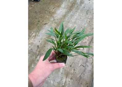 Cryptocoryne nevellii - Pot de 5cm