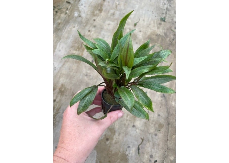 Cryptocoryne undulates - Pot de 5cm