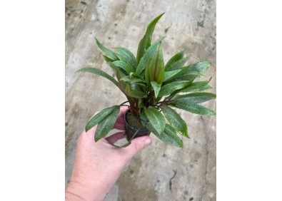 Cryptocoryne undulates - Pot de 5cm