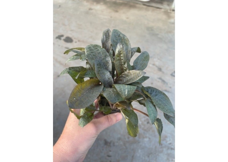 Cryptocoryne walkerii - Pot de 5cm