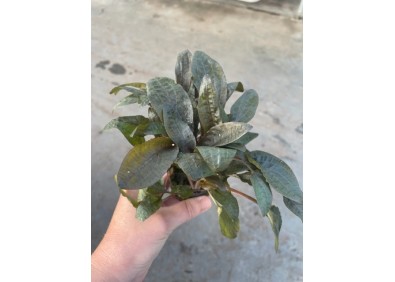 Cryptocoryne walkerii - Pot de 5cm