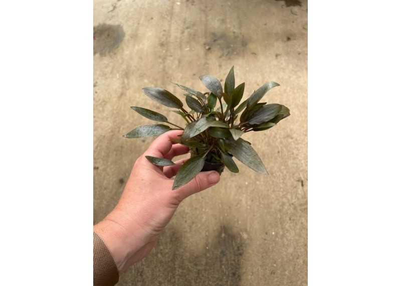 Cryptocoryne wendtii bruin - Pot de 5cm