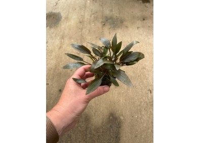 Cryptocoryne wendtii bruin - Pot de 5cm