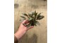 Cryptocoryne wendtii bruin - Pot de 5cm