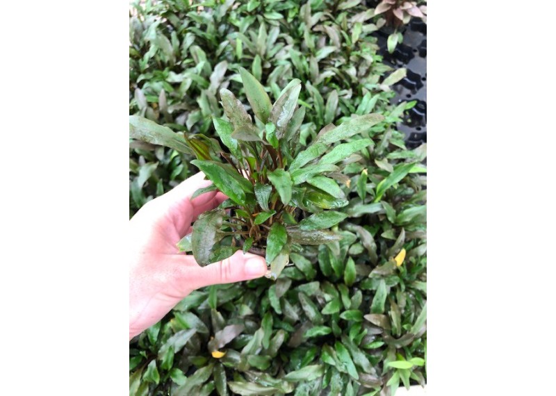 Cryptocoryne wendtii green gecko - Pot de 5cm