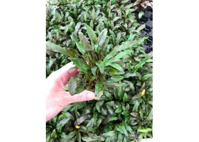 Cryptocoryne wendtii green gecko - Pot de 5cm