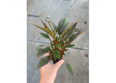 Cryptocoryne wendtii rood - Pot de 5cm
