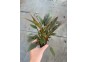 Cryptocoryne wendtii rood - Pot de 5cm