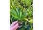 Cyperus zumula (herbe à chat) - Pot de 5cm