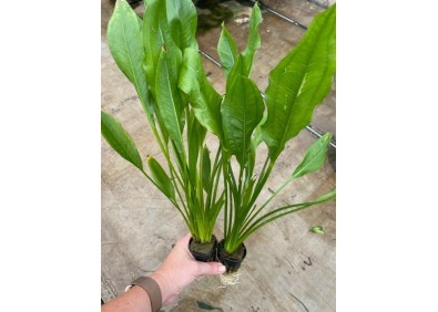 Echinodorus bleheri - Pot de 5 cm