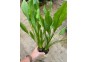 Echinodorus bleheri - Pot de 5 cm