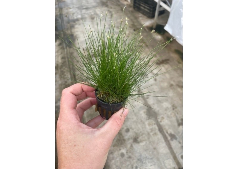Eleocharis acicularis - Pot de 5cm