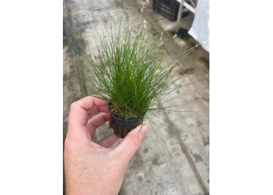 Eleocharis acicularis - Pot de 5cm