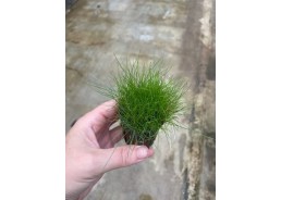 Eleocharis parvulus - Pot...