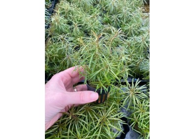 Eustralis stellatus - Pot de 5cm