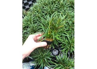 Eustralis stellatus strong - Pot de 5cm