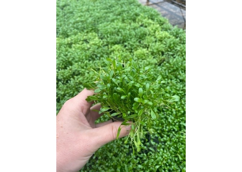 Glossostigma elantinoides - Pot de 5cm