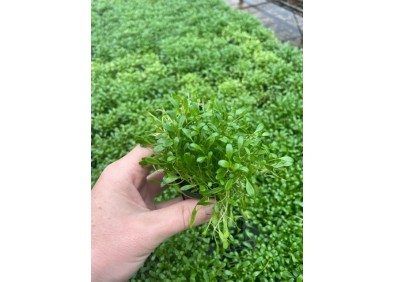 Glossostigma elantinoides - Pot de 5cm