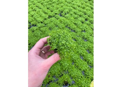 Hemianthus callitrichoides - Pot de 5 cm