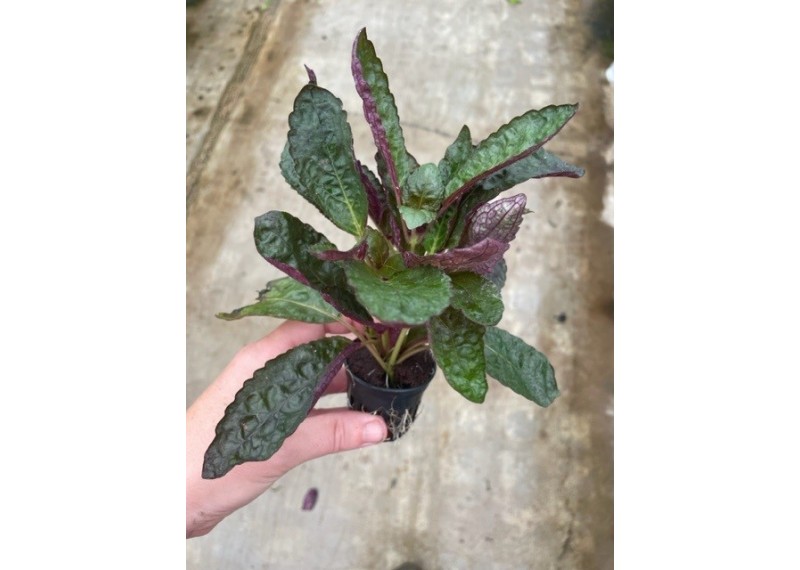 Hemiographis colorata - Pot de 5cm