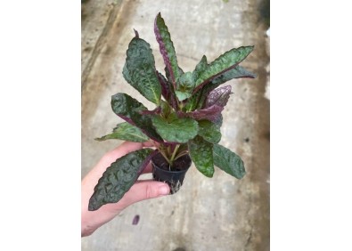 Hemiographis colorata - Pot de 5cm