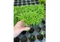 Heteranthera zosterifolia - Pot de 5cm
