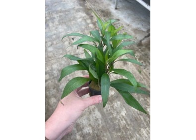 Hygrophila angustifolia - Pot de 5cm