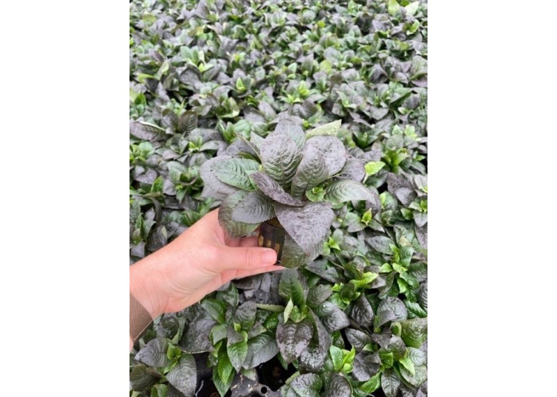 Hygrophila corymbosa - Pot de 5cm