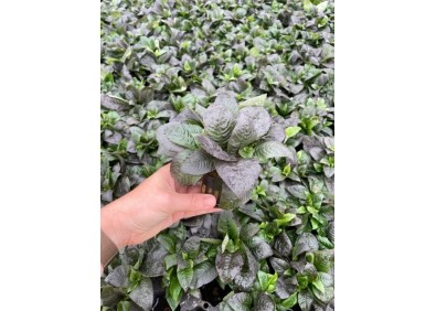 Hygrophila corymbosa - Pot de 5cm