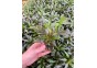 Hygrophila angustifolia rubra - Pot de 5cm