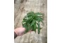 Hygrophila pinnatifida - Pot de 5cm