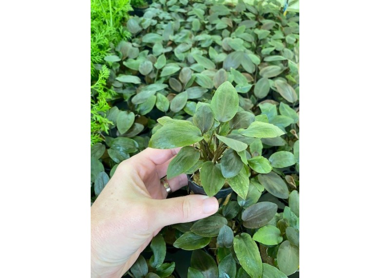 Lagenandra meeboldii red - Pot de 5cm