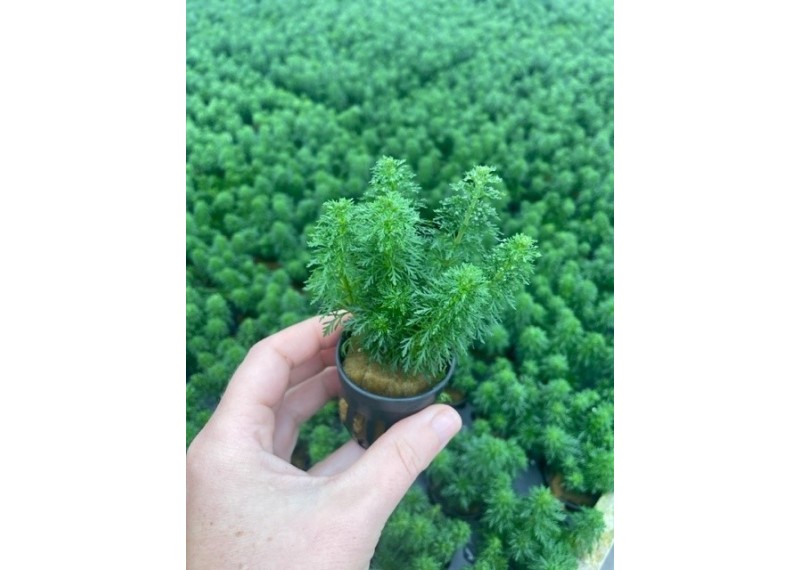 Limnophila sessiliflora - Pot de 5cm