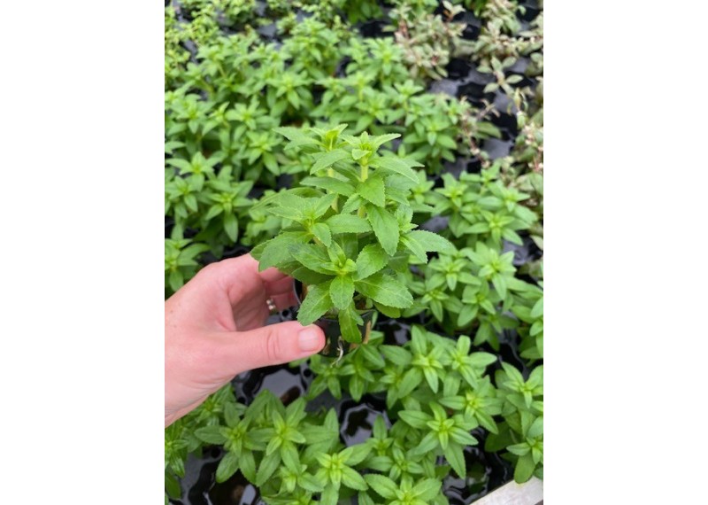 Limnophila aromatica green - Pot de 5cm