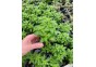 Limnophila aromatica green - Pot de 5cm