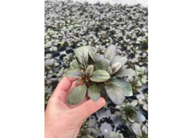 Lobelia cardinalis - Pot de 5cm