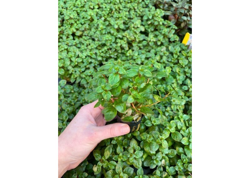 Ludwigia palustris rood - Pot de 5cm