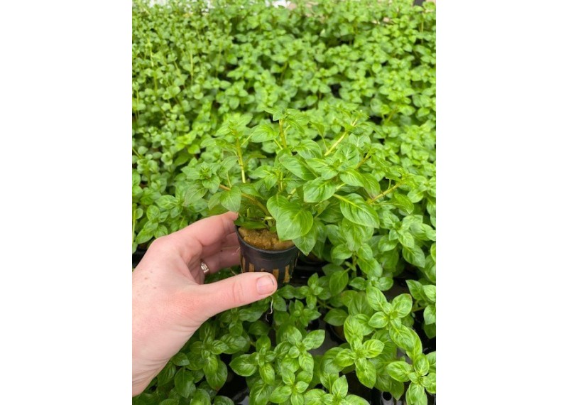 Ludwigia palustris groen - Pot de 5cm