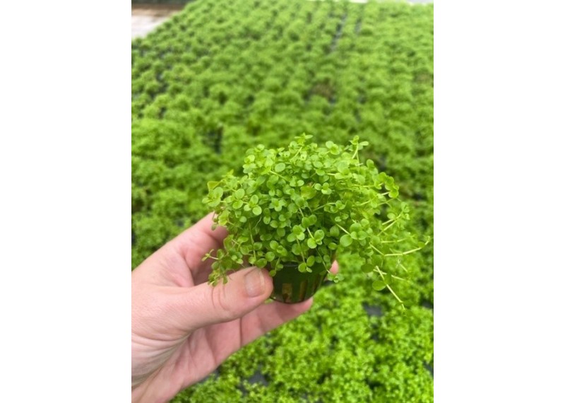 Micranthemum monte carlo - Pot de 5cm