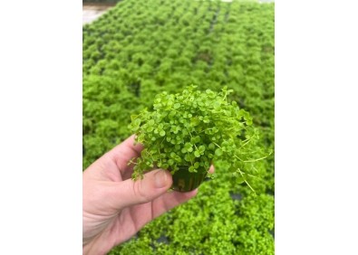Micranthemum monte carlo - Pot de 5cm