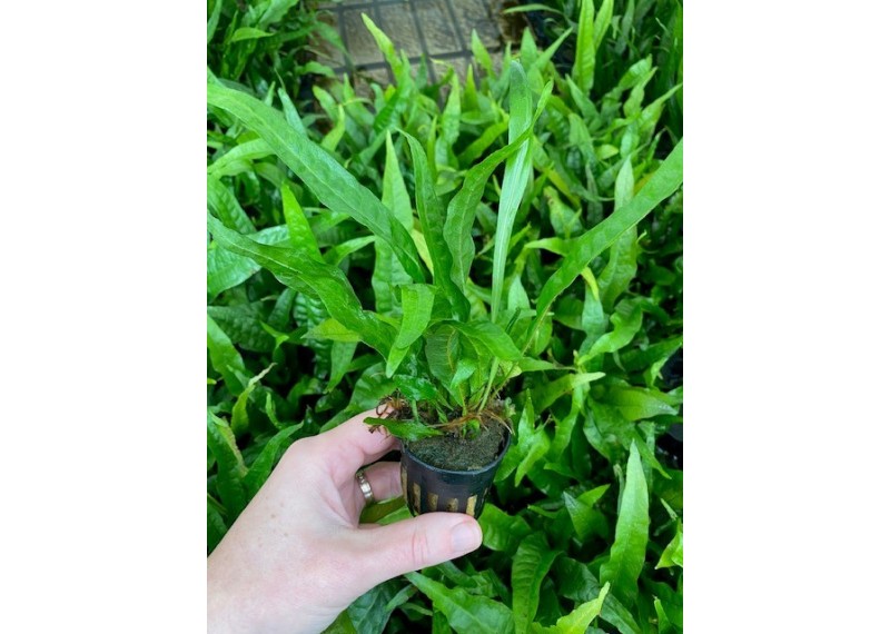 Microsorum pteropus - Pot de 5cm