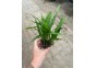 Microsorum narrow leaf - Pot de 5cm