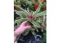 Neoregelia (bromelia) - Pot de 5cm (terrarium)