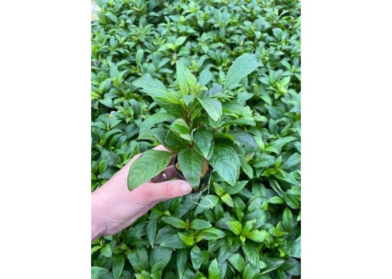 Nomaphila siamensis - Pot de 5 cm