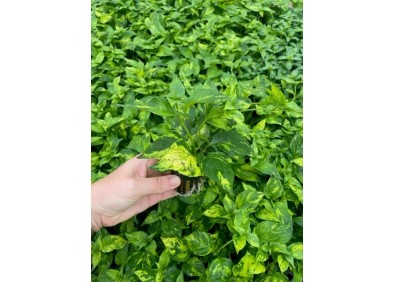 Nomaphila variegata - Pot de 5cm