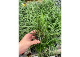 Ophiopogon japonica - Pot...